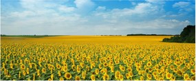 Tablou - câmp cu floarea soarelui (120x50 cm)