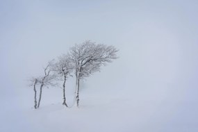 Fototapete, Copacul iarna, Art.01511