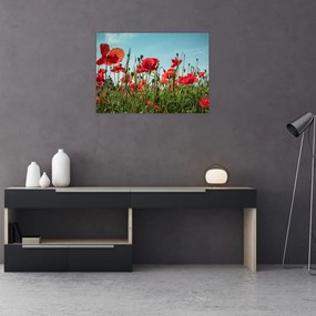 Tablou pe sticlă - Pe câmpul cu maci (70x50 cm)