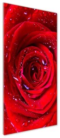 Tablou pe sticlă acrilică Trandafir roșu