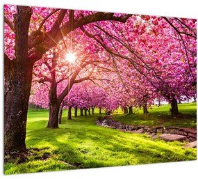 Tablou pe sticlă - Cireși înfloriți, Hurd Park, Dover, New Jersey (70x50 cm)