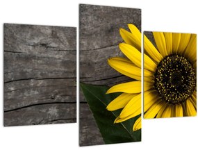 Tablou - Floare de floarea soarelui (90x60 cm)