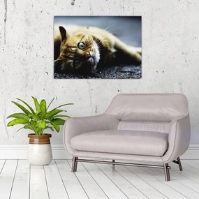 Tablou pe sticlă cu pisica (70x50 cm)