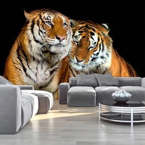 Fototapet - Tigri (152,5x104 cm), în 8 de alte dimensiuni noi