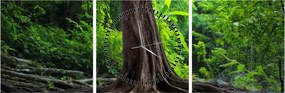 Tablou - Copac bătrîn cu rădăcini (cu ceas) (90x30 cm)