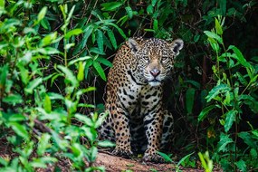 Fotografie A wild jaguar hunting in the, Jami Tarris