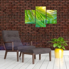 Tablou - Frunze de palmier (90x60 cm)