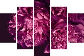 Tablou - Floarea bujorului (150x105 cm)