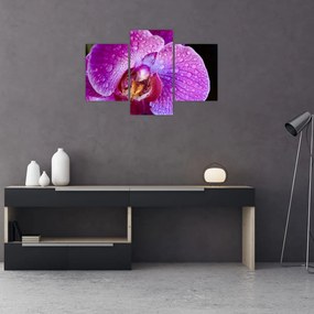 Tablou detailat cu floare de orhidee (90x60 cm)