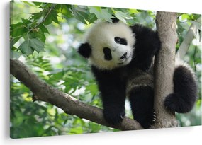 Tablou - Panda in copac (90x60 cm)