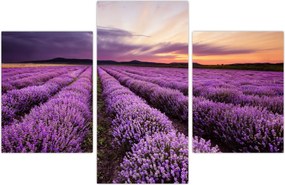 Tablou - Câmp de lavandă la apus de soare (90x60 cm)