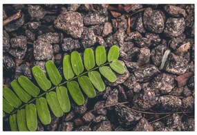 Tablou cu planta verde (90x60 cm)