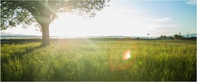 Tablou - Copac în câmp (120x50 cm)