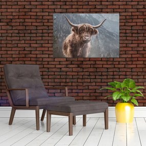 Tablou - Vaca Highlander (90x60 cm)
