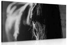 Tablou calul maiestuos în design alb-negru