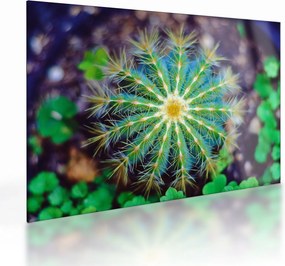 Tablou pe sticlă cu cactus (70x50 cm)