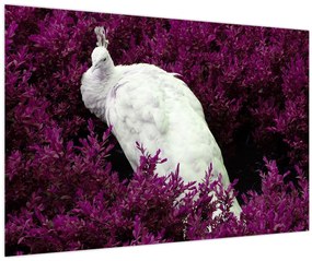 Tablou - Păun alb (90x60 cm)