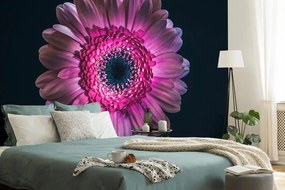 Tapet autoadeziv gerbera violetă
