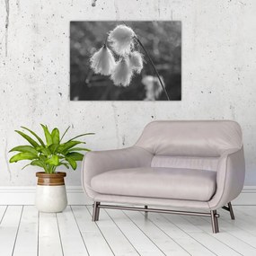 Tablou pe sticlă - Iarba de bumbac (70x50 cm)