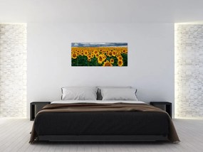 Tablou câmpului de floarea soarelui (120x50 cm)