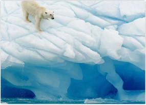 Tablou - Ursul polar (70x50 cm)