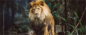 Tablou cu leu în natură (120x50 cm)