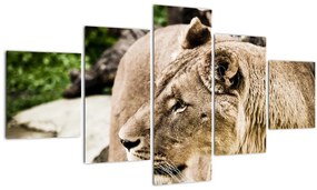 Tablou cu leoaică (125x70 cm), în 40 de alte dimensiuni noi