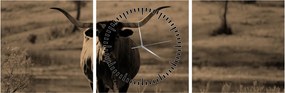 Tablou - Vacă din Texas (cu ceas) (90x30 cm)