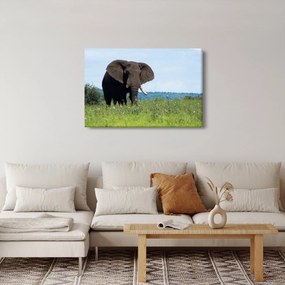 Tablou cu elefant (90x60 cm)