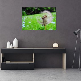 Tablou cu păpădie (90x60 cm)