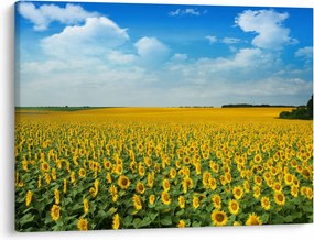 Tablou - câmp cu floarea soarelui (70x50 cm)