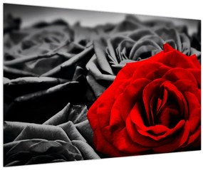 Tablou - Trandafir (90x60 cm)
