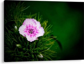 Tablou cu floare roz (70x50 cm)