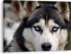 Tablou cu câinele husky (70x50 cm)