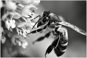 Tablou - Detaliu de albină (90x60 cm)