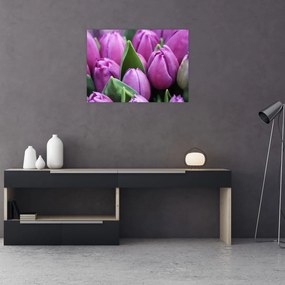 Tablou pe sticlă - florile lalelelor (70x50 cm)