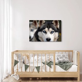 Tablou cu câinele husky (90x60 cm)