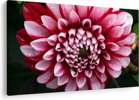 Tablou cu dalie roz (90x60 cm)