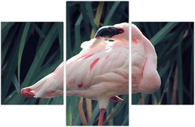 Tablou - Pasărea Flamengo (90x60 cm)