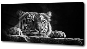 Tablouri tipărite pe pânză Tigru