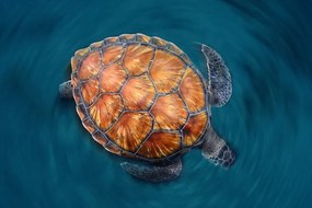 Fotografie Spin Turtle, Sergi Garcia