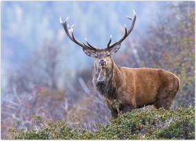 Tablou - Cerb în peisaj (70x50 cm)