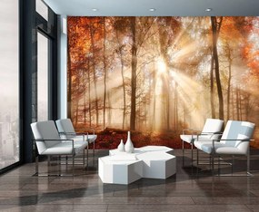 Fototapet - Pădurea de toamnă în lumina solară (152,5x104 cm)