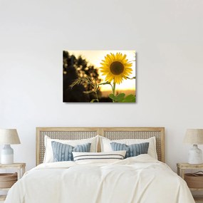 Tablou pe sticlă cu floarea soarelui (70x50 cm)