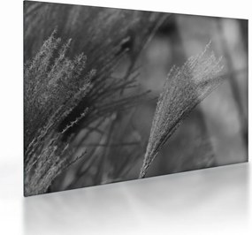 Tablou pe sticlă - Iarbă de pampas uscată (70x50 cm)
