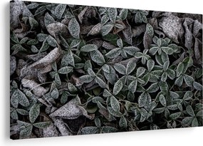Tablou - Plante înghețate (90x60 cm)