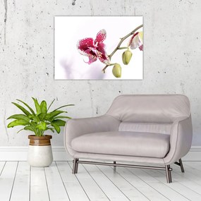 Tablou pe sticlă cu floarea de orhidee (70x50 cm)