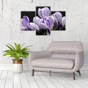 Tablou - Crocus violet (90x60 cm)