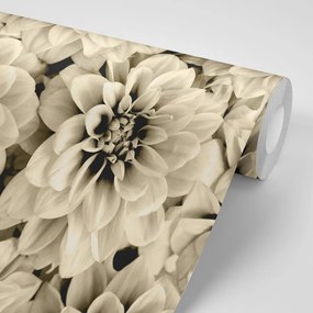 Fototapet flori de dalia în design sepia