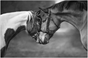 Tablou - Cai îndrăgostiți,alb-negru (90x60 cm)